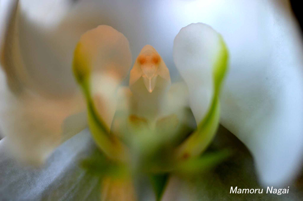 蘭花の芯アップの写真